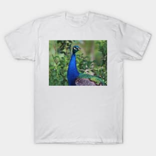 Peacock Portrait T-Shirt